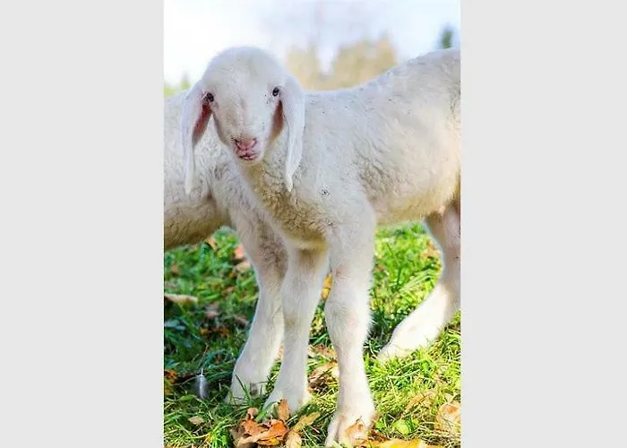 Bio-bauernhof Greiml