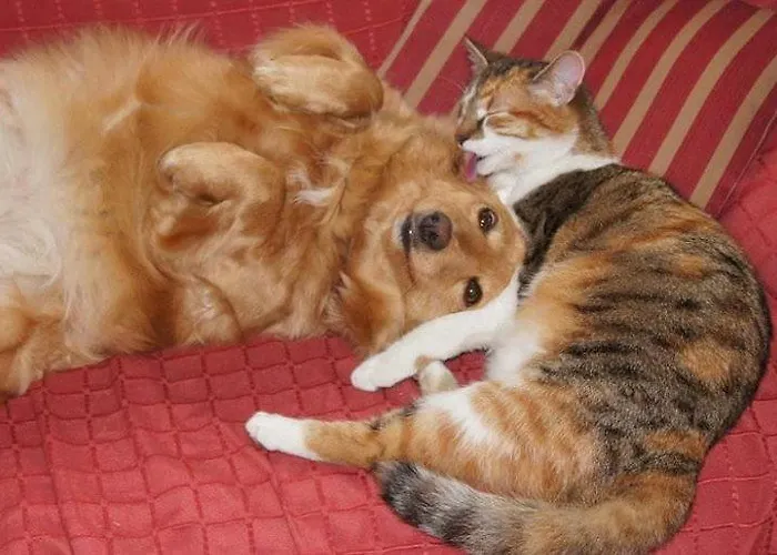 شقة Bio-bauernhof Greiml